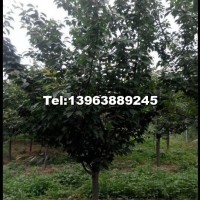 櫻花樹