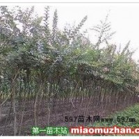紅花紫薇