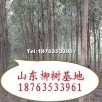 柳樹