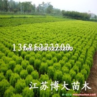 灑金柏