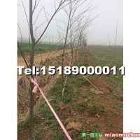 櫸樹