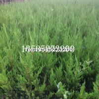 龍柏