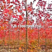 中國(guó)紅楓