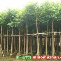 火焰木袋苗