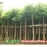 火焰木價(jià)格