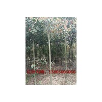 紅葉石楠