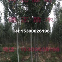 新疆楊