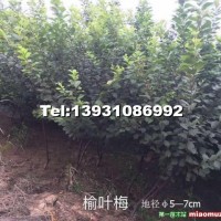 榆葉梅