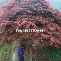 紅楓
