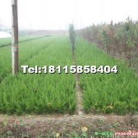 小龍柏