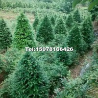 寶塔形紅豆杉