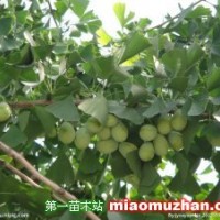 銀杏