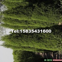望都檜