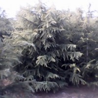 雪松