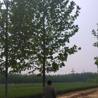 速生法桐