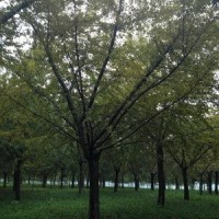 嫁接銀杏樹