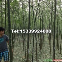 國槐
