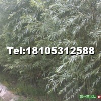 直柳