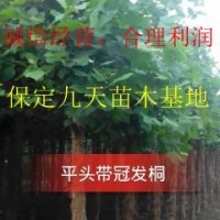 法桐