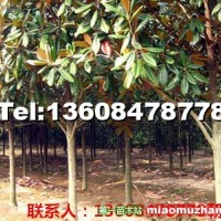廣玉蘭