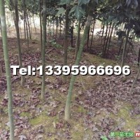 青楓