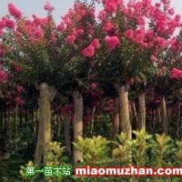 紫薇樹
