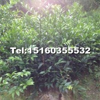 竹柏