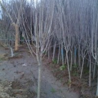 木槿