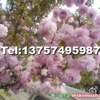 櫻花
