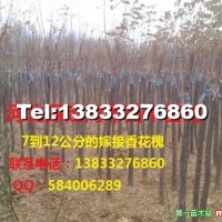 香花槐