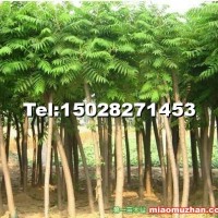 火炬樹(shù)