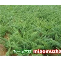 沙地柏