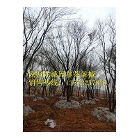 茶條槭