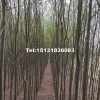 竹柳