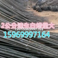 速生白蠟