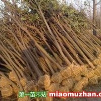 大葉女貞