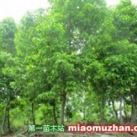 緬桂樹