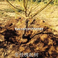 金枝槐