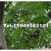 無(wú)患子樹