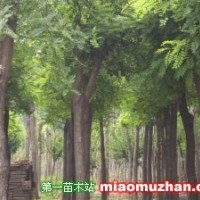供應香花槐