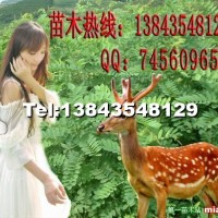 大葉速生槐苗