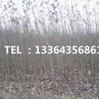 楊樹