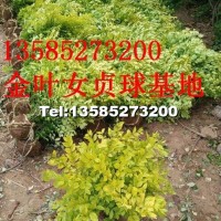 金葉女貞球