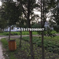大葉女貞