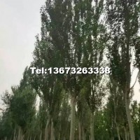 新疆楊