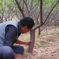 8公分山桃