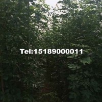 速生白蠟