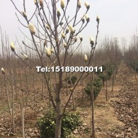 白玉蘭樹