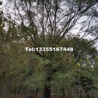 國槐