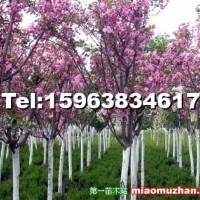 櫻花